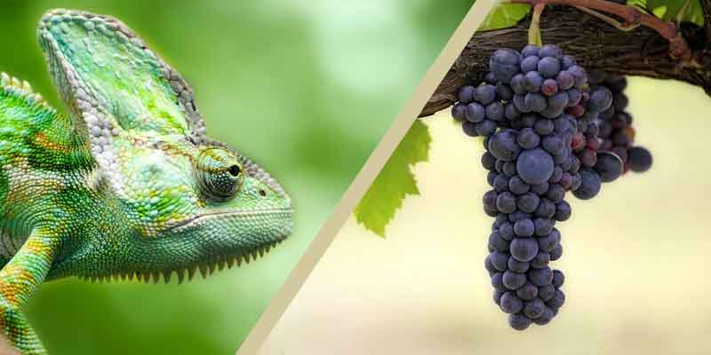 Can Chameleons Eat Grapes? Too Much Can Be Bad