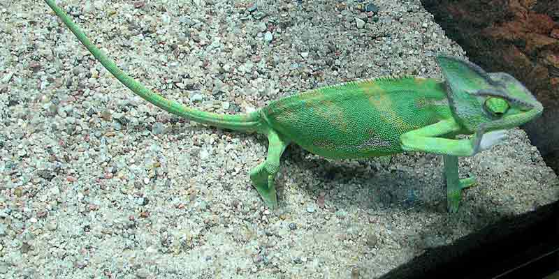 Do Chameleons Need Substrate?