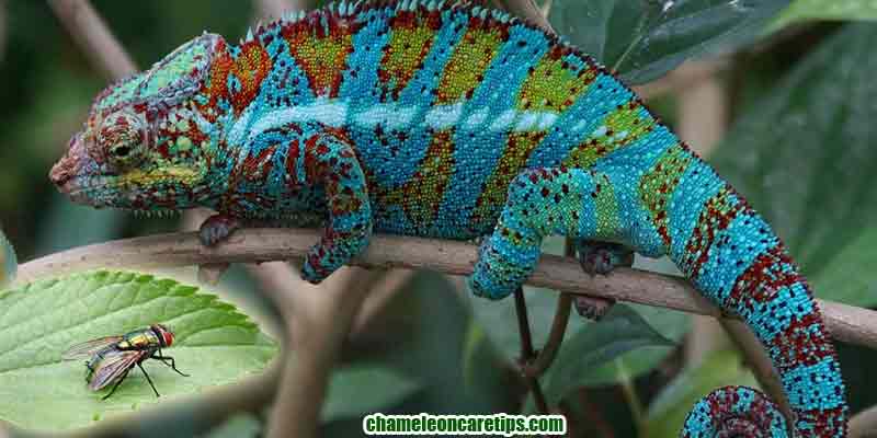 Can Chameleons Eat Flies? Flies Could Kill Them