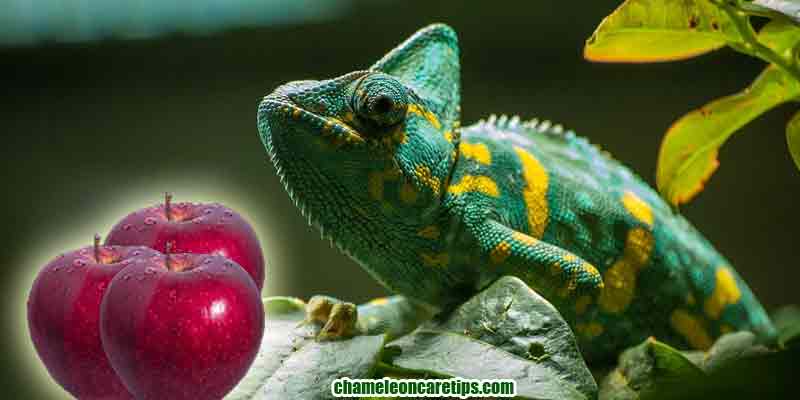 Can Chameleons Eat Apples?