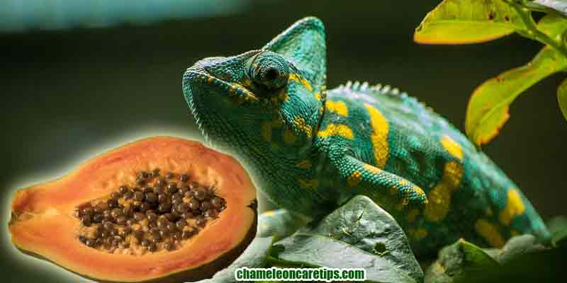 Can Chameleons Eat Papaya?