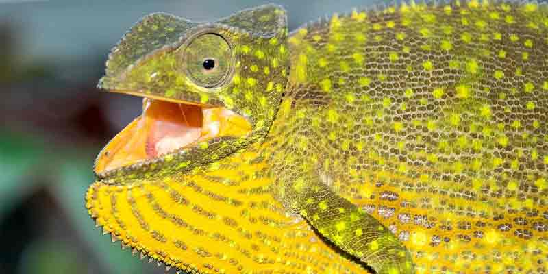 Why Do Chameleons Hiss? 6 Reasons Why