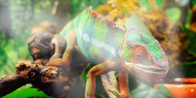 How Much Humidity Do Chameleons Need? - Chameleon Care Tips