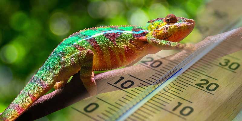 What Temperature Do Chameleons Need