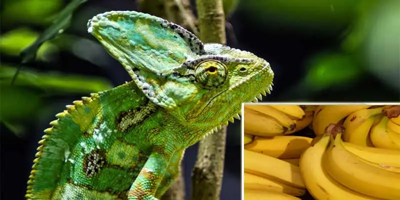 Can Chameleons Eat Bananas