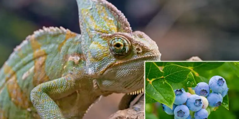 Can Chameleons Eat Blueberries?