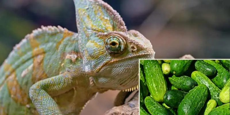 Can Chameleons Eat Cucumbers
