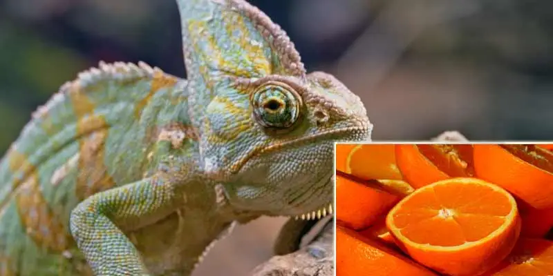 Can Chameleons Eat Oranges?