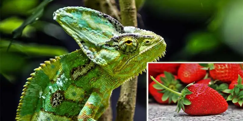 Can Chameleons Eat Strawberries?