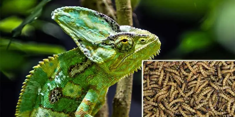 Can Chameleons Eat Superworms?