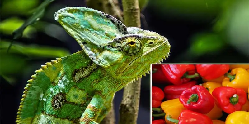 Can Chameleons Eat Bell Peppers