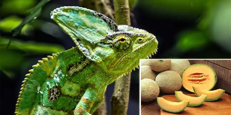 Can Chameleons Eat Cantaloupe