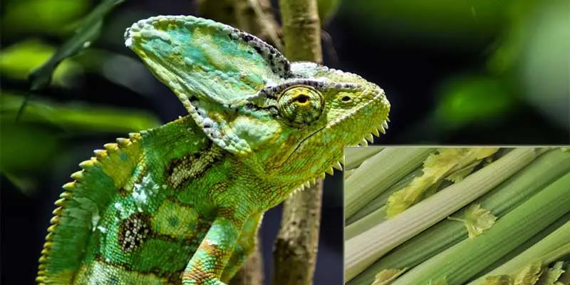 Can Chameleons Eat Celery?