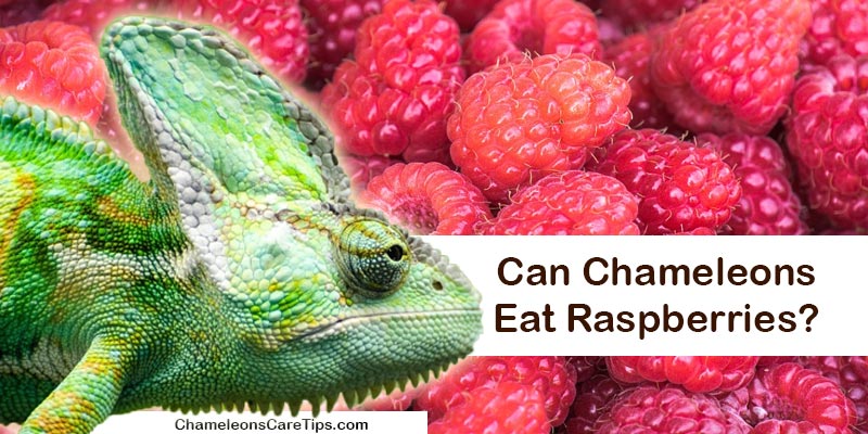 Can Chameleons Eat Raspberries?