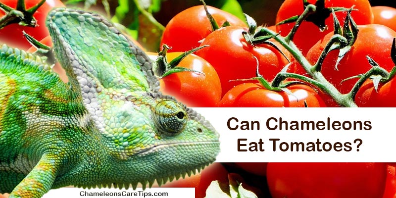 can chameleons eat tomatoes
