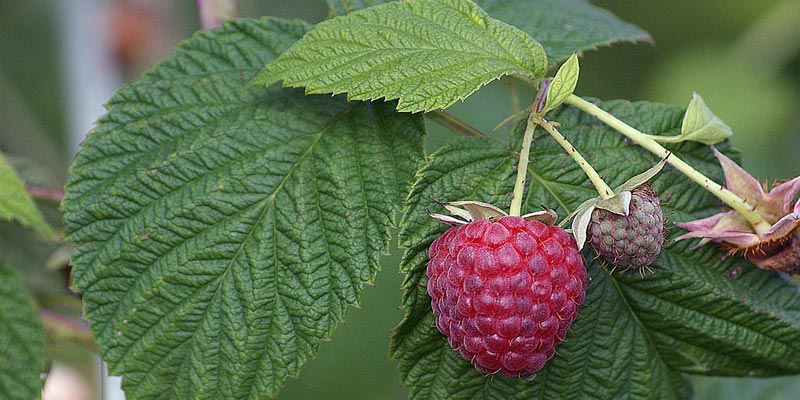 fresh raspberry leaves