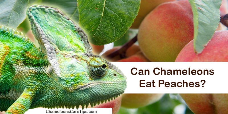 chameleon and peaches