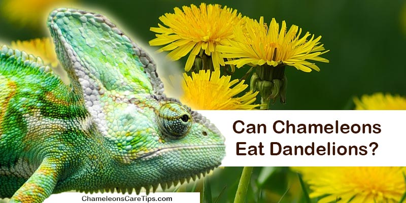 chameleon and dandelions