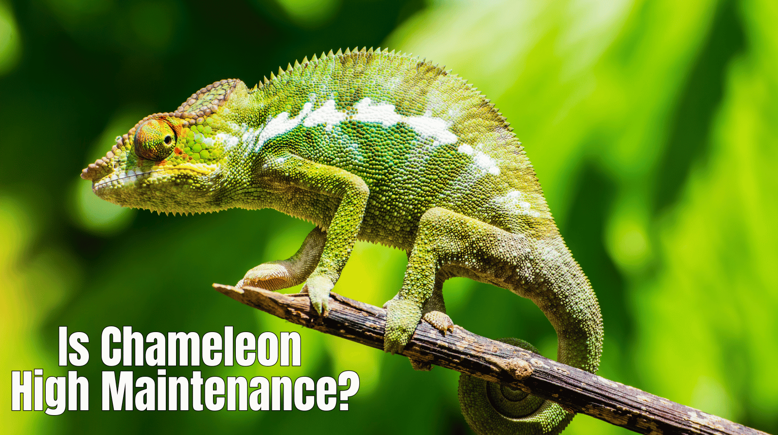 Is Chameleon High Maintenance? Here’s the Honest Truth